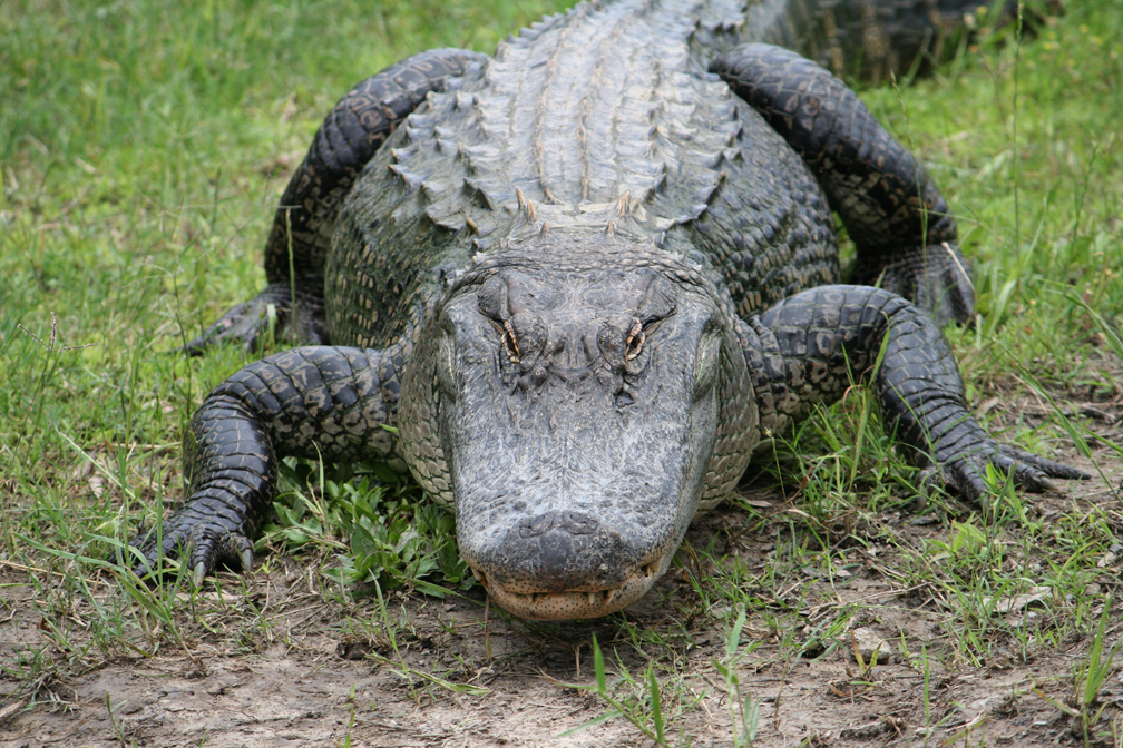 Alli Gator Photoshoot