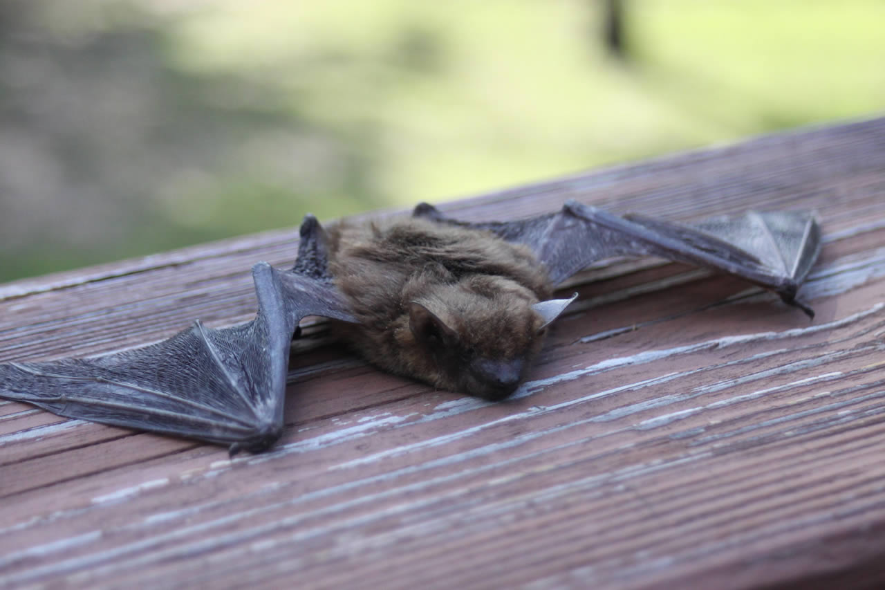 Bats Facts and Information