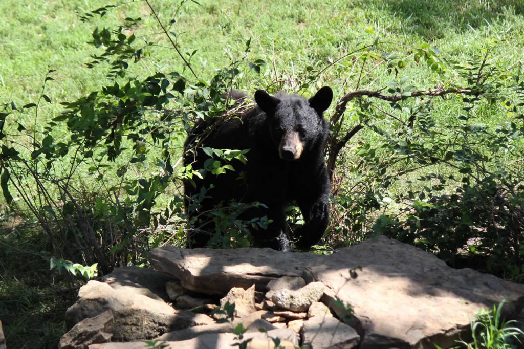 black bear facts