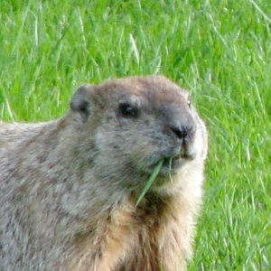 How To Get Rid Of Woodchucks