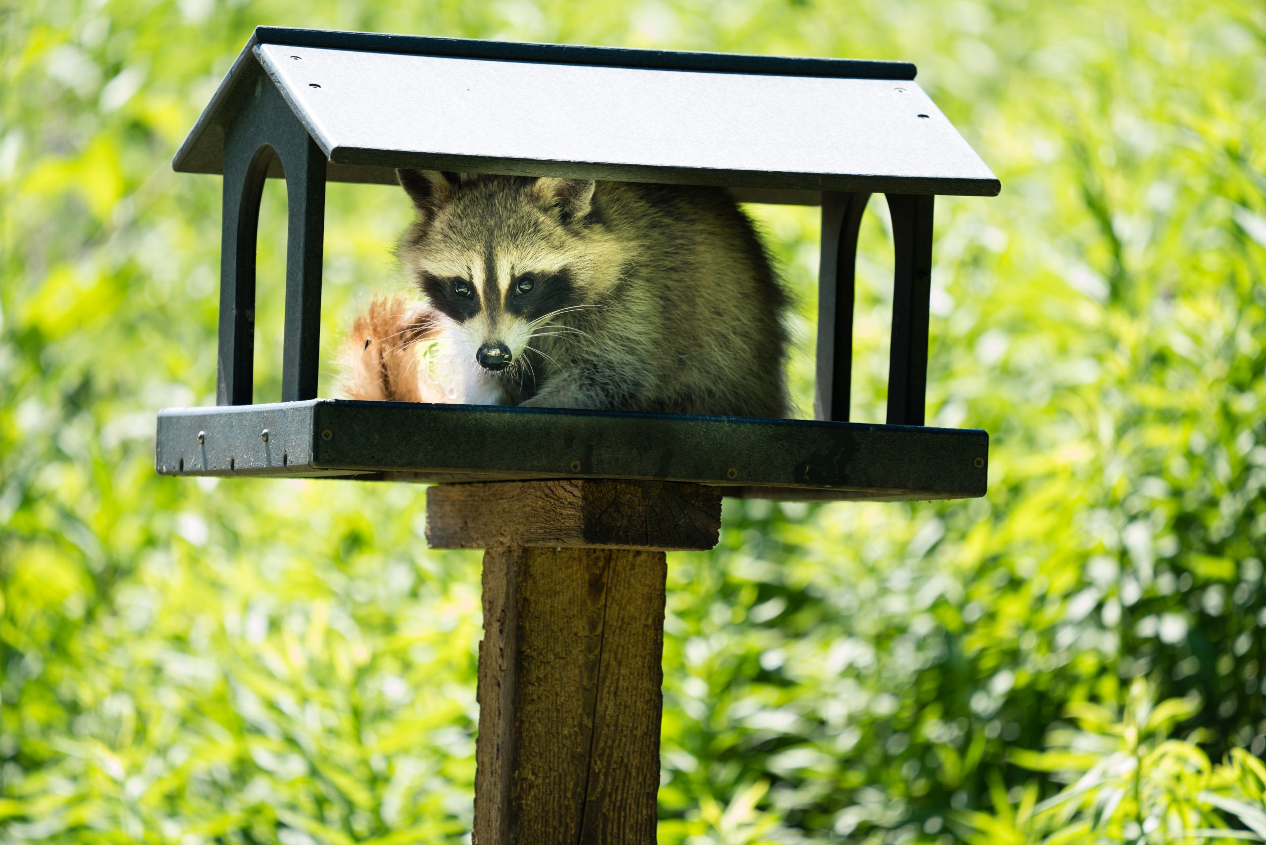 wildlife proof bird feeder