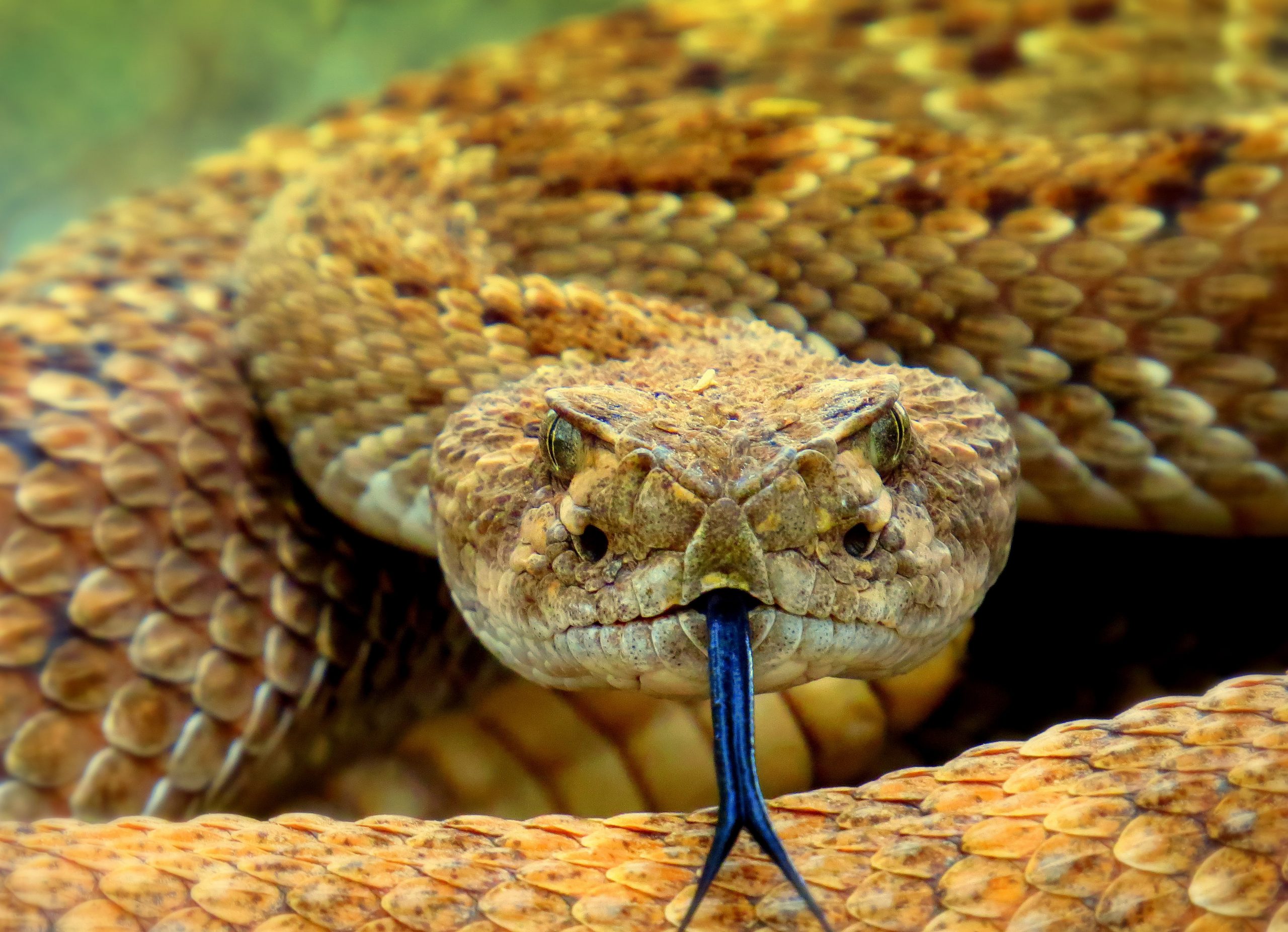 Rattlesnake and Different Types Of Snakes Which Are Venomous