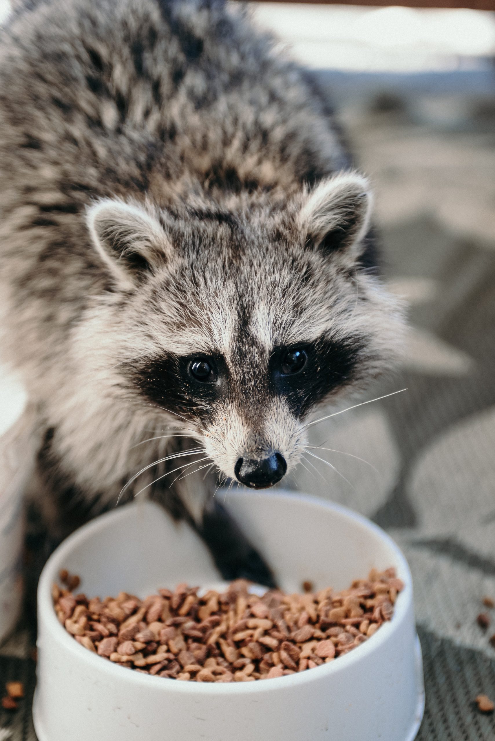 what do raccoons eat