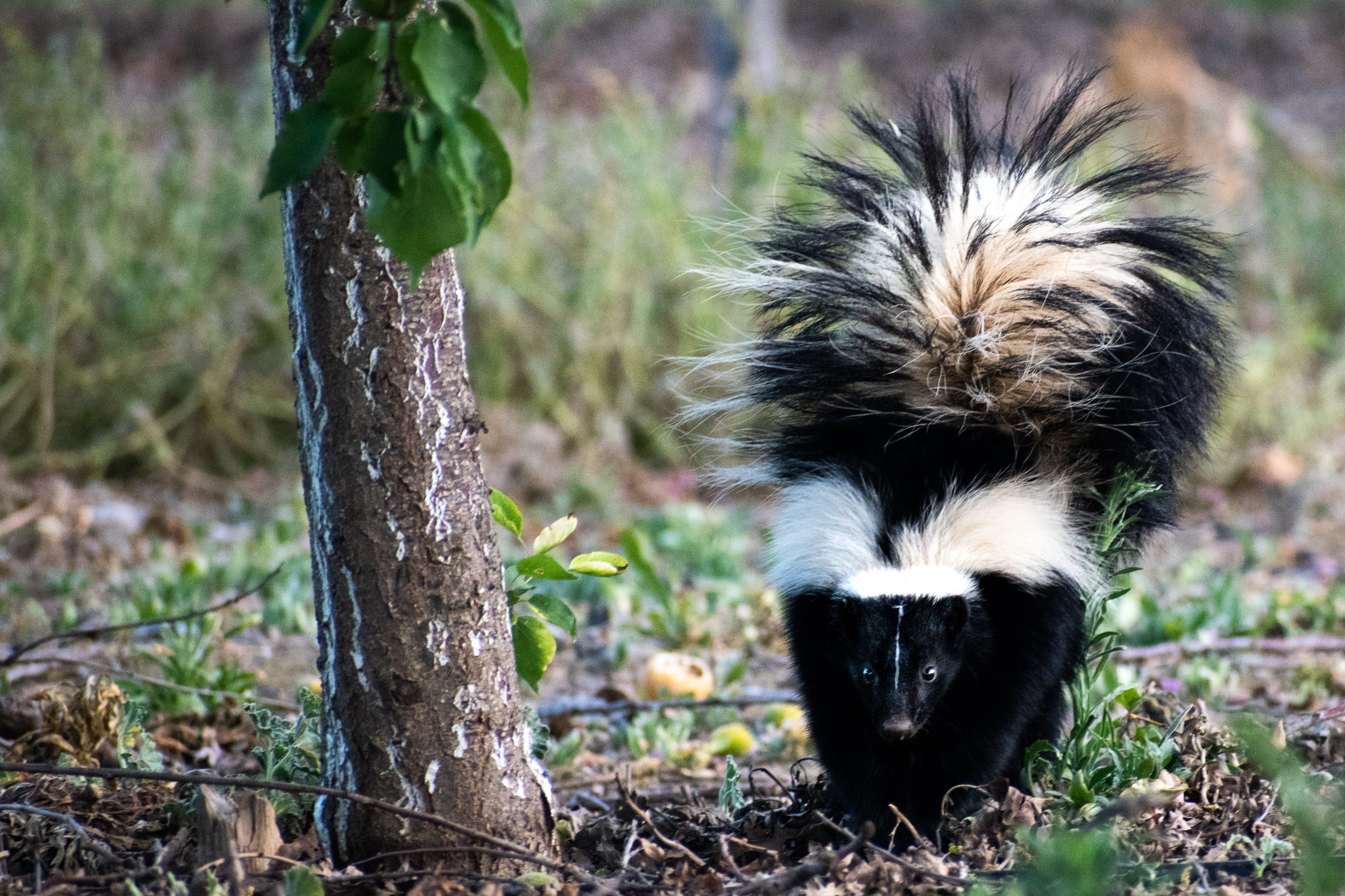 do skunks hibernate
