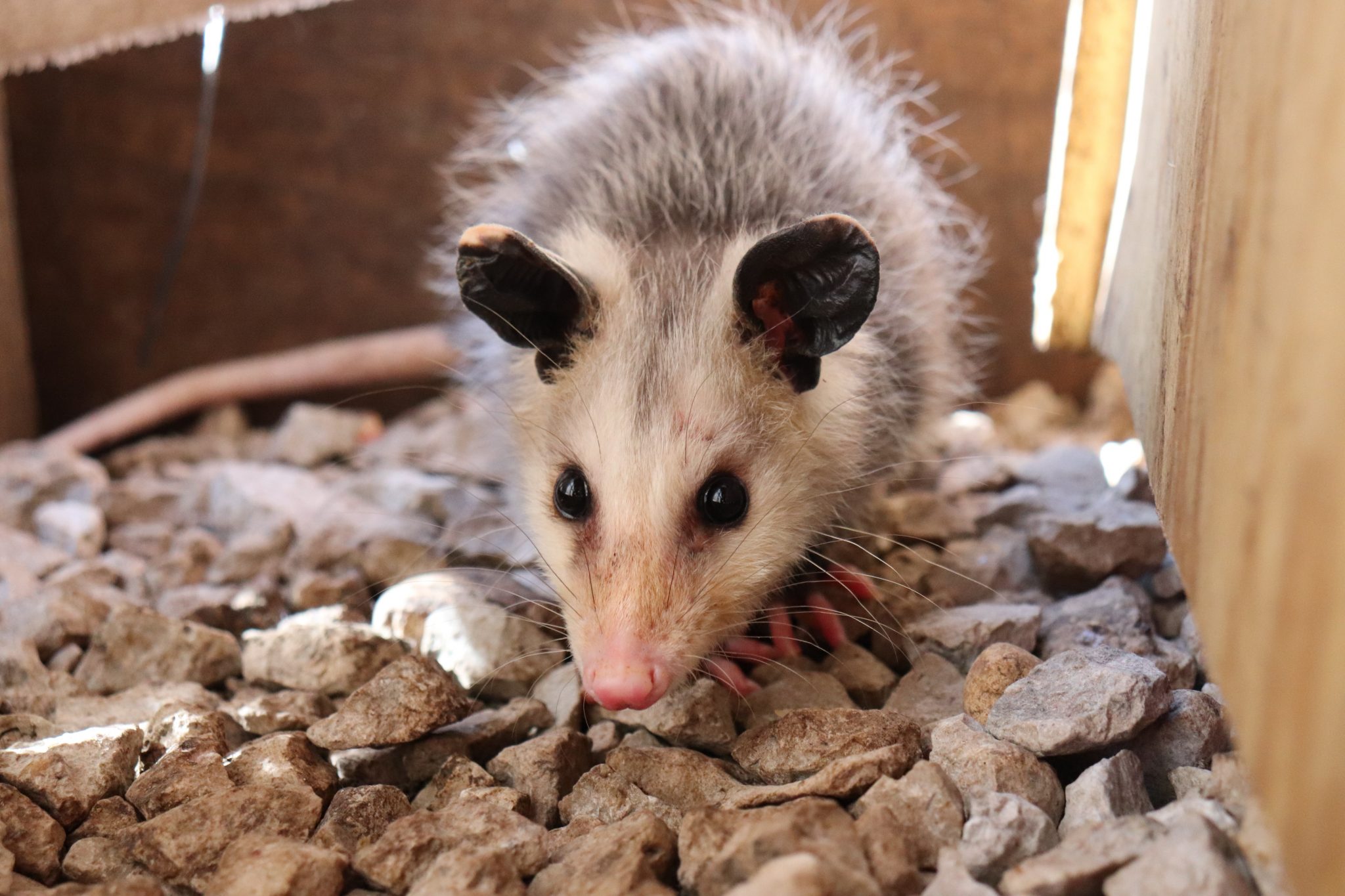 How long do possums live?