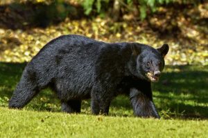 black bear