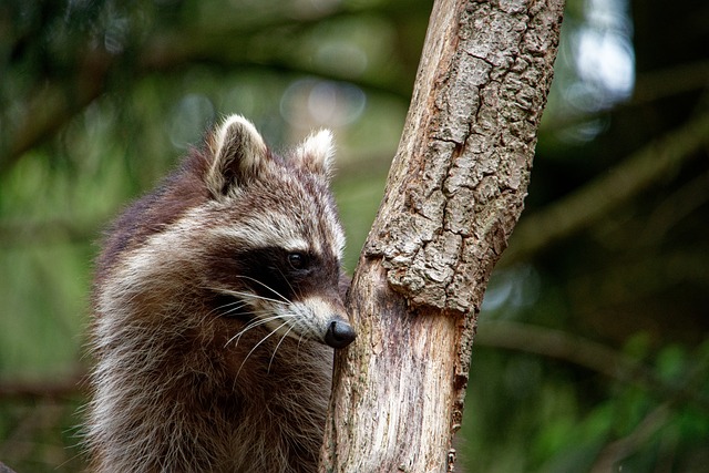 raccoon looks out
