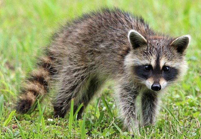 baby raccoon