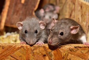 cute nuisance animals rats