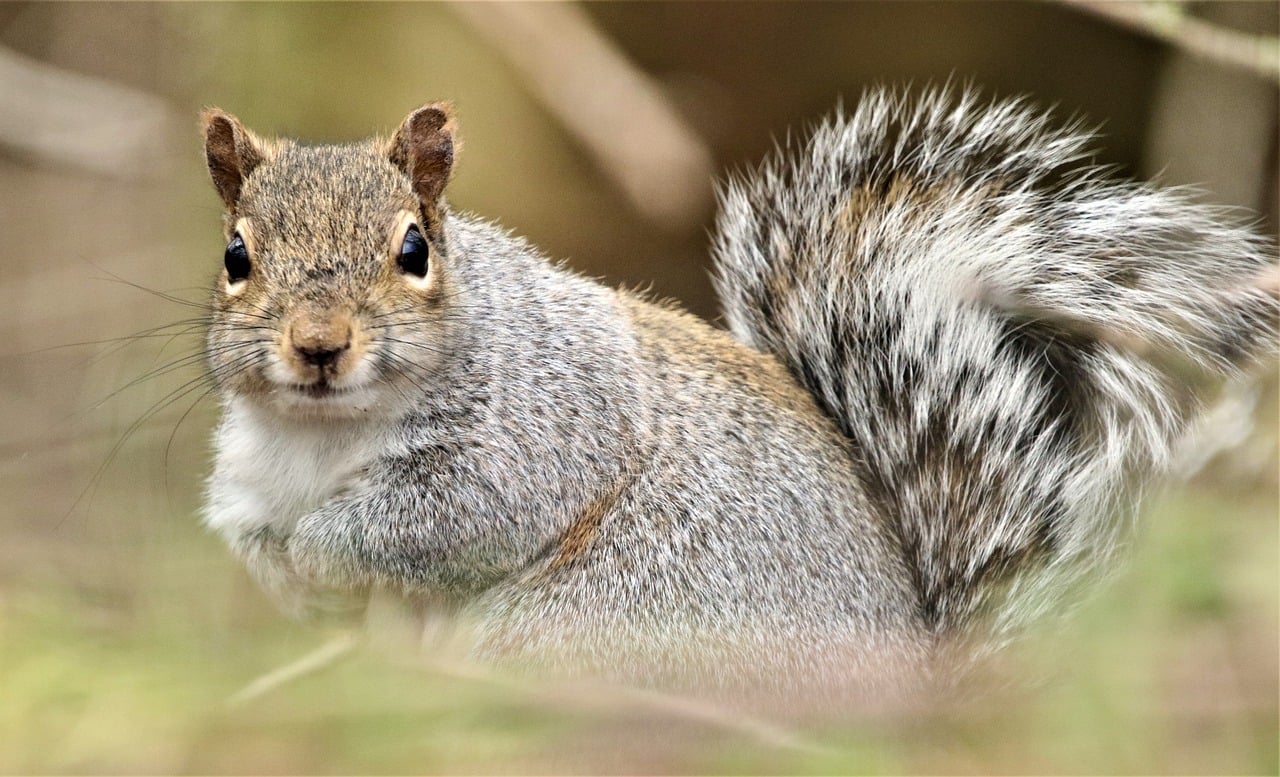 squirrel